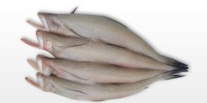 Frozen Bombay Duck Fish