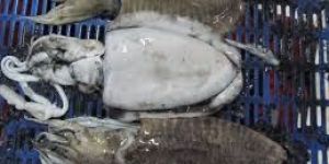 Frozen Cuttlefish