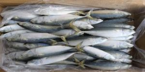 Frozen Indian Mackerel Fish