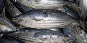 Frozen Skipjack Tuna Fish