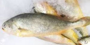 Frozen Yellow Croaker Fish