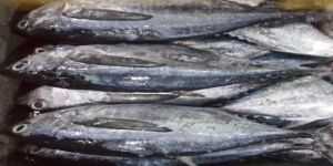 Frozen Yellowfin Tuna Fish