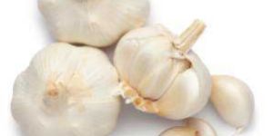 Fresh Garlic