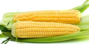Fresh Yellow Maize