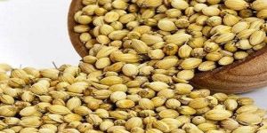 Coriander Seeds