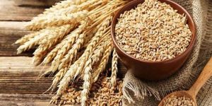 Wheat Seeds