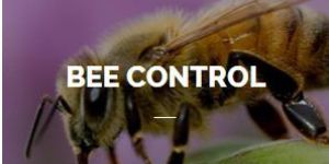 Bee Control Service