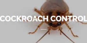 Cockroach Control Service