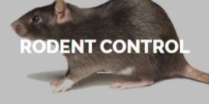 Rodent Control Service
