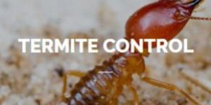 Termite Control Service