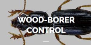 Wood Borer Control Service