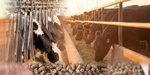 Cattle Feed