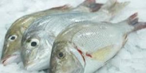 Long face emperor bream fish / villai meen