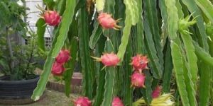 Plain Dragon Fruit Plants