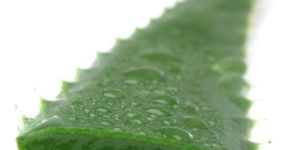 Fresh Aloe Vera Leaves