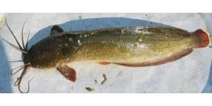 Magur Fish