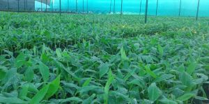 Tissue Culture Banana Plants