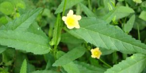 Arivalmanai Poondu Leaves