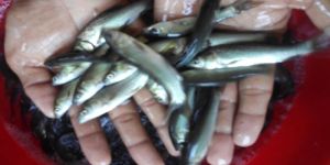 Black Carp Fish Seeds