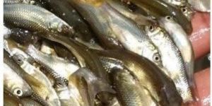 Grass Carp Fish Seeds