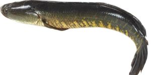 Live Murrel Fish Seeds
