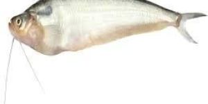 Live Pabda Fish Seeds