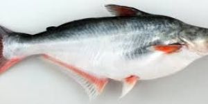 Live Pangasius Fish SEEDS
