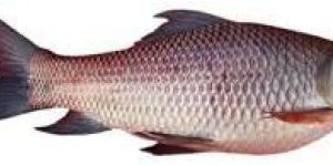Live Rohu Fish