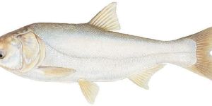 Live Silver Carp Fish