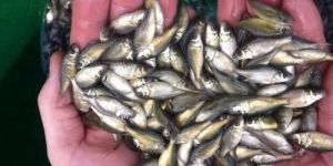 Rohu Fish Seeds