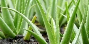 Aloe Vera Plant