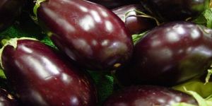 Fresh Purple Brinjal