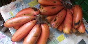 Fresh Red Banana