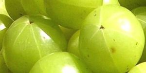 Fresh Green Amla