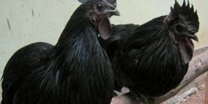 Live Kadaknath Chicken