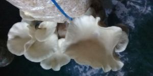 Oyster Mushroom