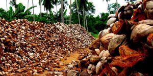 Coir