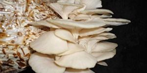 Oyster Mushroom