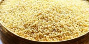 Foxtail Millet