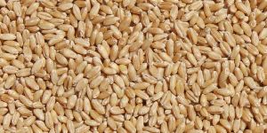 Wheat Seeds