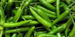Fresh Green Chili