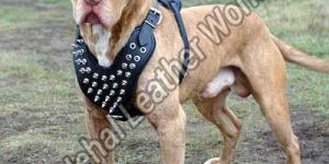 Dog Accessories Dh-60020021