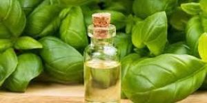 Basil Oil