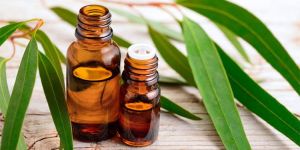 Eucalyptus Oil