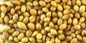 Coriander Seeds