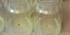 Glass Tissue Culture Jars