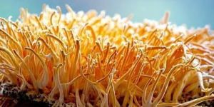 Cordyceps Militaris,