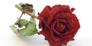 Dried Red Rose Flower