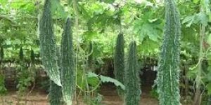 Bitter Gourd