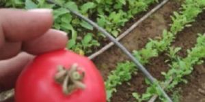 Fresh Organic Tomatoes